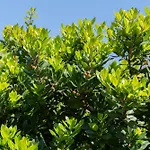 Vila Laconi Alghero